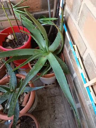 Planta Aloe Vera