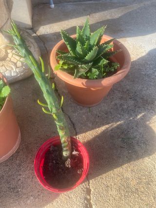 2 Cactus con macetas