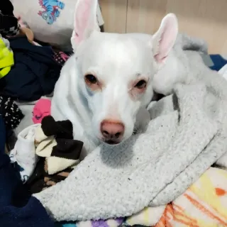 Hola soy Skarleth de 14 años y paseo perros.