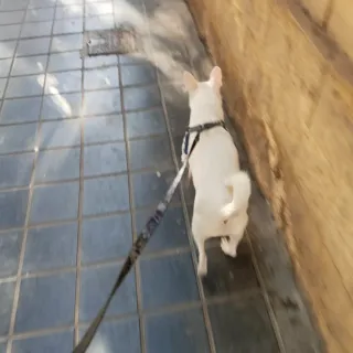 Hola soy Skarleth de 14 años y paseo perros.