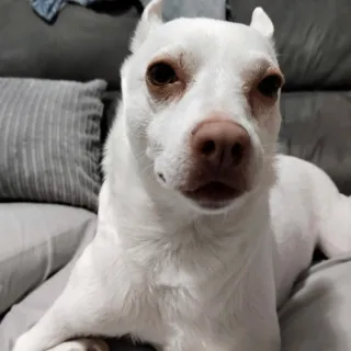 Hola soy Skarleth de 14 años y paseo perros.