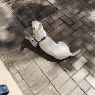 Hola soy Skarleth de 14 años y paseo perros.