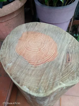 Tronco de pino decorativo oferta sólo esta semana