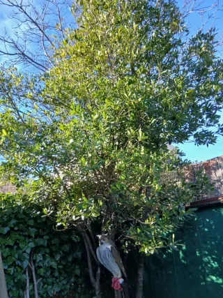 Botes de hojas de laurel secas