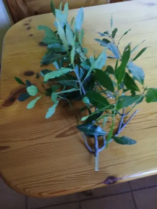 Botes de hojas de laurel secas