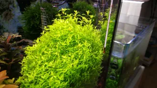 Pack surtido de Plantas para Acuario