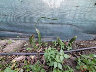 Terreno en venta en Vélez de Benaudalla