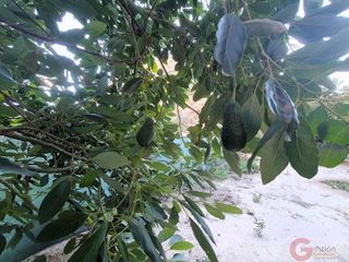 Terreno en venta en Vélez de Benaudalla