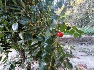 Terreno en venta en Vélez de Benaudalla