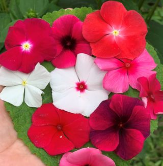 Semi Catharanthus Mix XXL (60+)
