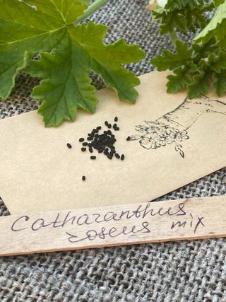 Semi Catharanthus Mix XXL (60+)