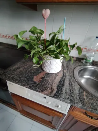 Planta de interior decorativa