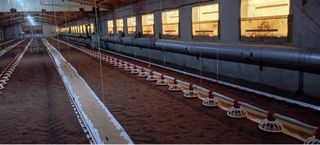 Estufa biomasa para nave avícola/invernaderos, etc