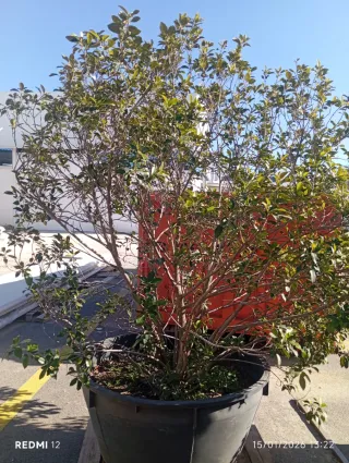 Ficus Microcarpa Grande