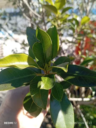 Ficus Microcarpa Grande