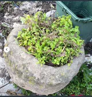 Maceta de piedra rústica