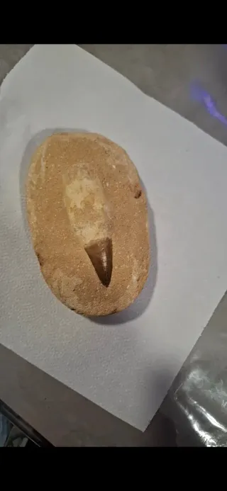 Diente Fosil Mosasaurio