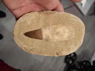 Diente Fosil Mosasaurio