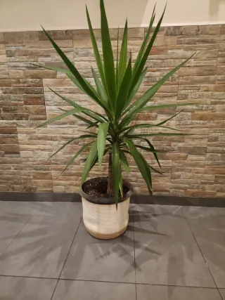 Planta Yuca en maceta#4