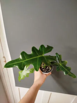 Alocasia Portei S