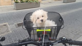 Bicicleta B-PRO ZS1.4 mediana