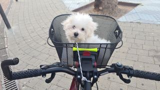 Bicicleta B-PRO ZS1.4 mediana