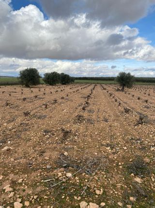 Finca rústica viñedo y olivar
