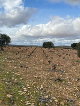 Finca rústica viñedo y olivar