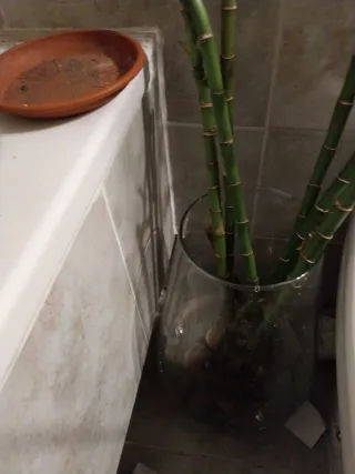 Jarrón de cristal con bambú