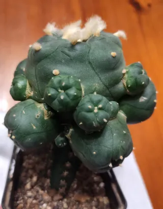 L. jourdaniana. Cactus de colección.