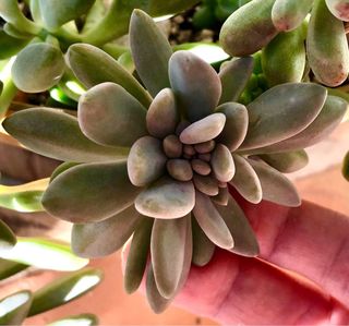 Graptosedum  "Francesco Baldi" Crestada ESQUEJES