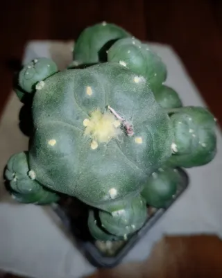 Cactus L. w. caespitosa