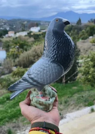 Paloma Torcaz Porcelana