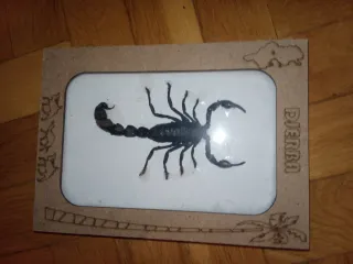 Escorpión Disecado en Marco