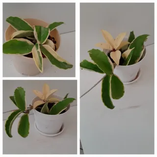 Pianta Hoya krismon Queen foglia variegata