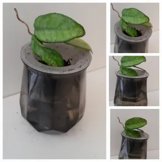 Hoya globulosa in vaso idroponico. Fiore di cera