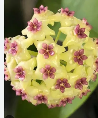 Pianta Hoya Green gost. Produce un fiore di cera