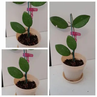 Pianta Hoya Green gost. Produce un fiore di cera