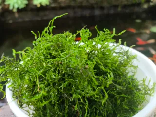 Musgo de Java - 3 porciones