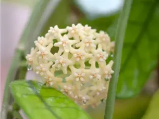 Hoya globulosa Foglie grandi stupende Fiore di cer