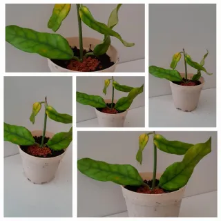 Hoya Globulosa. Foglie striate e fiore di cera