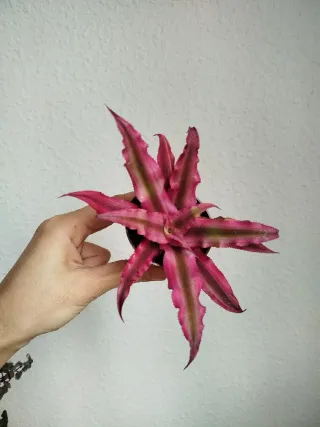Planta Bromelia Cryptanthus bivittatus Super Pink