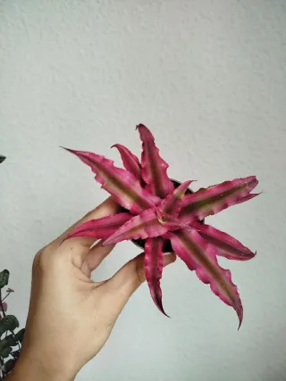 Planta Bromelia Cryptanthus bivittatus Super Pink