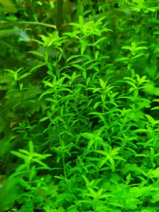 Micranthemum Micranthemoides. Plantas de Acuario