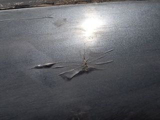 PARAGOLPES TRASERO RENAULT ESPACE IV (JK0)