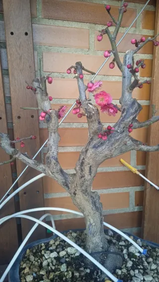 Scott Genius 60 2010