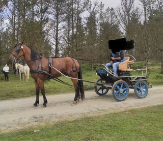 Carro maratón limonera para caballos