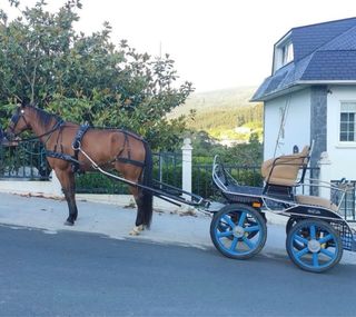 Carro maratón limonera para caballos