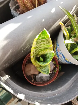 Pianta Sansevieria Trifasciata