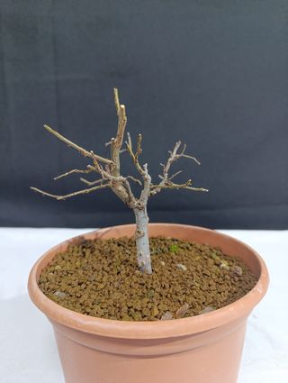 Prebonsai Zelkova Serrata